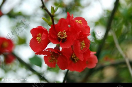 一朵红樱花图片