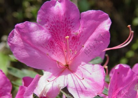 紫杜鹃花图片