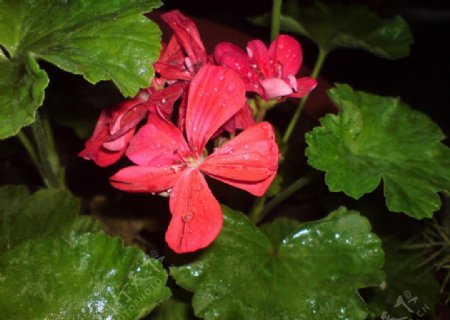 雨后红花瘦图片