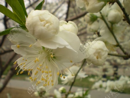 白梨花图片