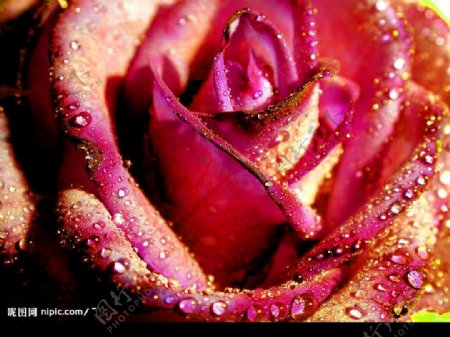 情人节奢华露珠红玫瑰图片