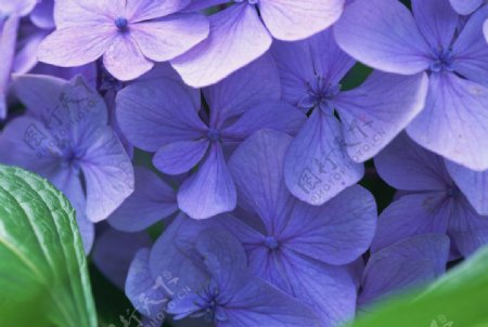 紫色小花图图片