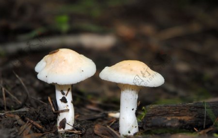 两朵白色的蘑菇图片