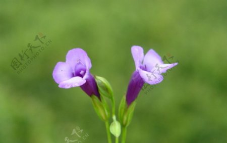 2朵紫色牵牛花图片