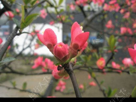 海棠花图片