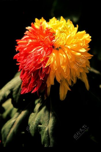 黄红色相间的菊花图片