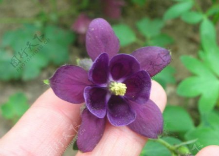紫色的野花图片