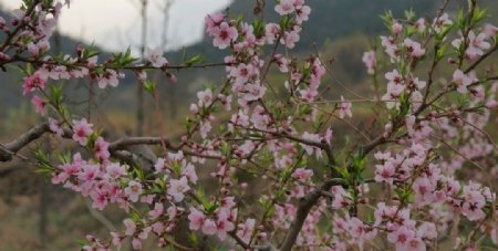 桃花图片