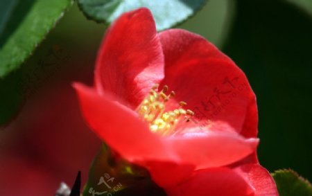 红色木瓜花图片