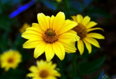 黄花朵朵开图片