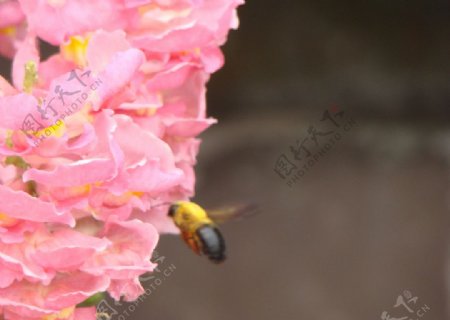 蜜蜂采花昆虫昆虫图片