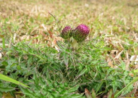 野花野草图片