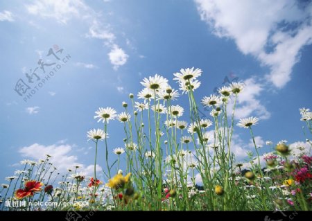 晴空下的花朵图片