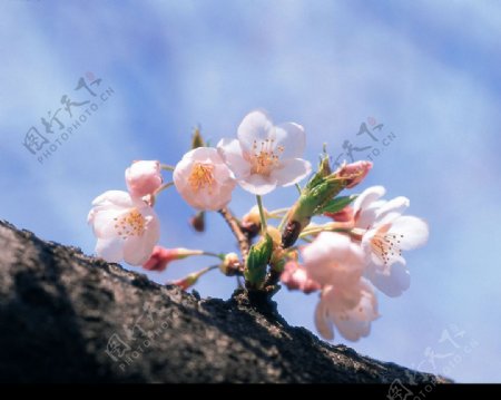 精品花卉系列花的世界图片