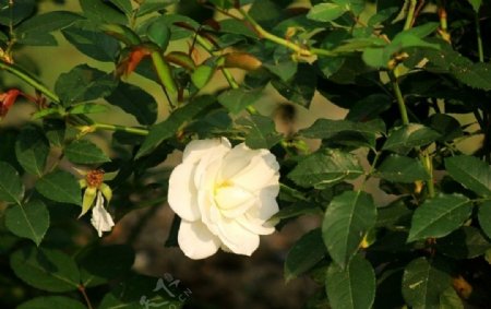 白刺玫瑰图片