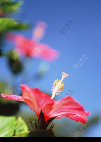 红花二图片