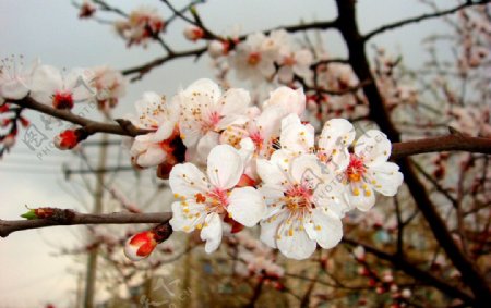 春雨桃花艳图片