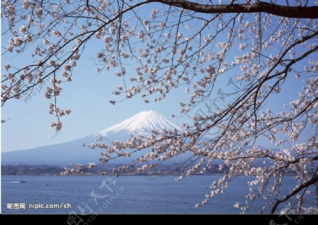 富士山樱花图片