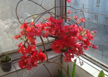 花卉三叶梅图片