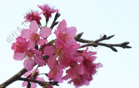 櫻花2图片