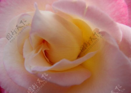 玫瑰015图片