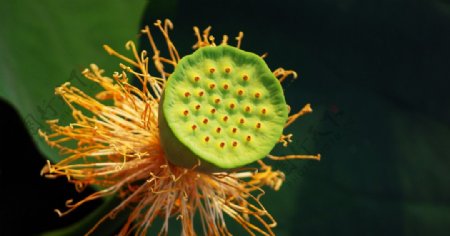 圆明园荷花节看莲蓬图片