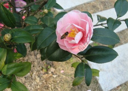 景山茶花和蜜蜂2图片