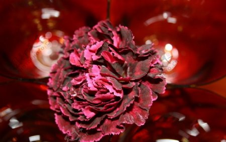 紫红玫瑰图片