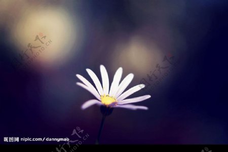 孤独的菊花图片