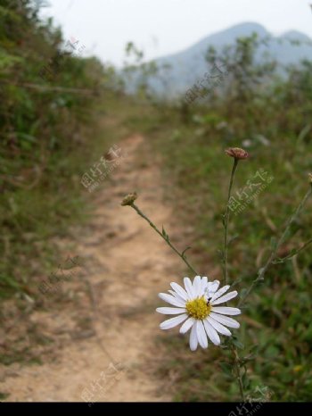 路边小花图片