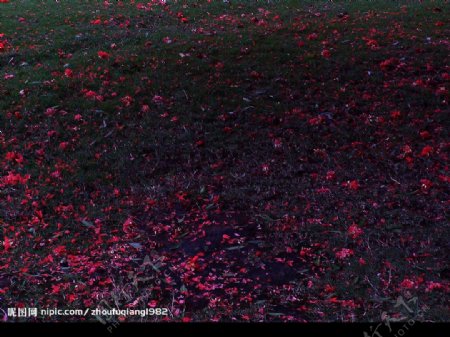 凋落的红花瓣图片