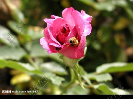 粉红玫瑰花苞图片