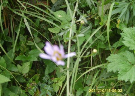 紫色野菊花图片