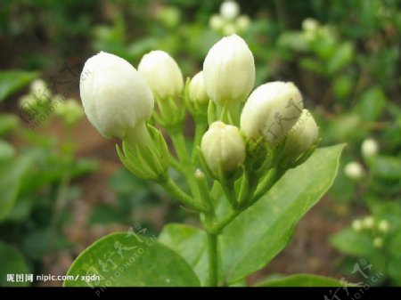 茉莉花图片