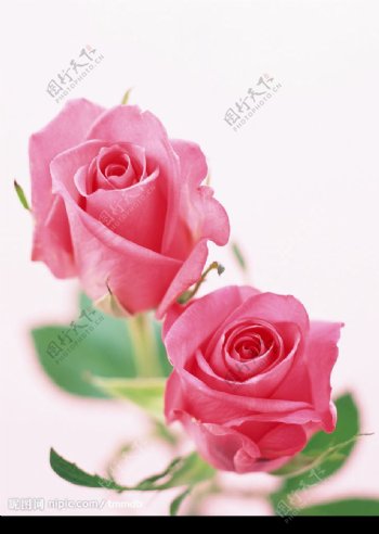 玫瑰rose图片