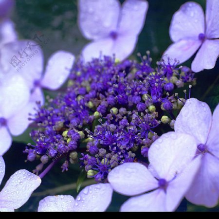 紫阳花八仙花图片