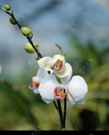 自然中的洁白花朵图片