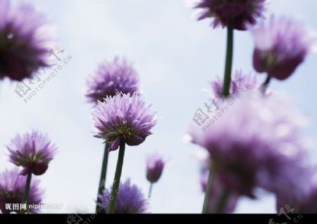 花与光紫花图片