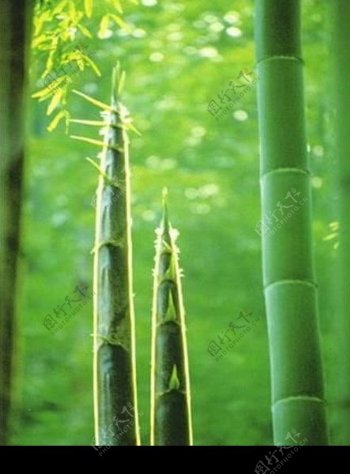 竹系列图片