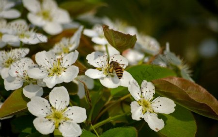 梨花与蜜蜂图片