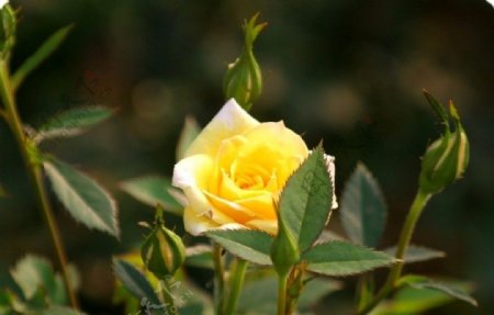 黄色刺玫瑰特写图片