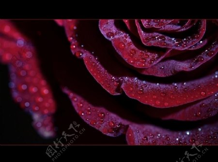 花之魁紫玫瑰图片