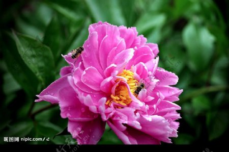 蜂戏稚菊图片