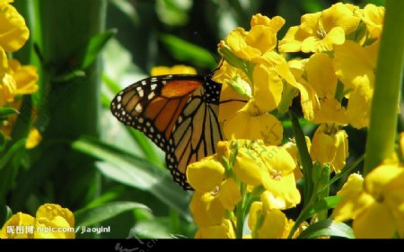 黄色小花和蝴蝶图片