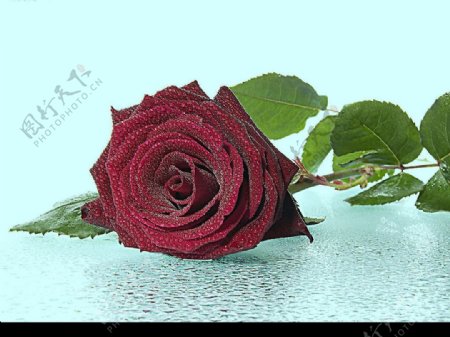 水玫瑰图片