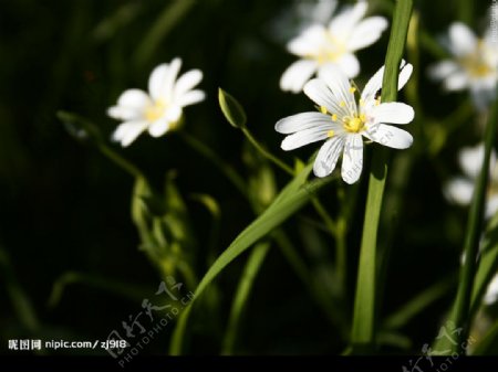 白色的小花图片