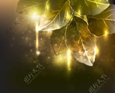 金色光线树叶花纹底纹图片