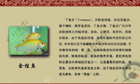 金桂鱼图片