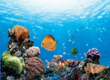 珊瑚海底风光图片