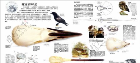 昆虫的饮食动物鸟类图片